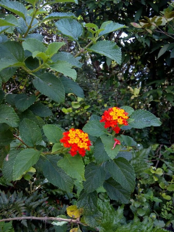 Flor Do Leste Florianópolis 外观 照片